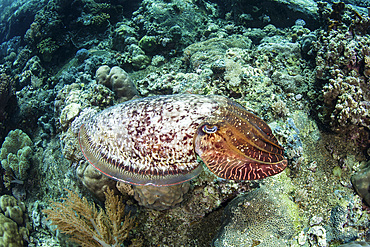 A broadclub cuttlefish, Sepia latimanus, hovers over a healthy reef on the remote island of Teun in Indonesia's Banda Sea.