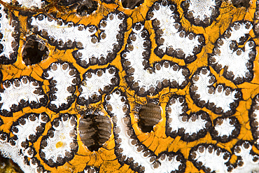 Detail of a colonial tunicate growing on a coral reef in Komodo National Park, Indonesia.