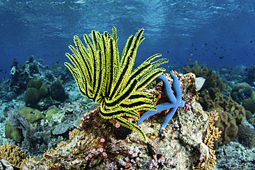 A bright yellow crinoid clings to a healthy coral reef near Alor, Indonesia.