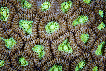 Detail of a reef-building coral colony, Favia sp., growing on a healthy reef in Komodo National Park, Indonesia.