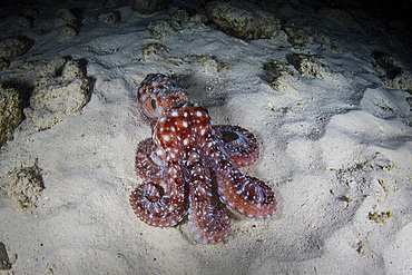 A starry night octopus, Callistoctopus luteus, searches for prey on a reef flat at night in Raja Ampat, Indonesia.