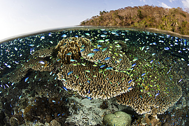 A beautiful coral reef thrives in shallow water in Indonesia's Banda Sea. This part of eastern Indonesia is home to part of the world's greatest marine biodiversity.