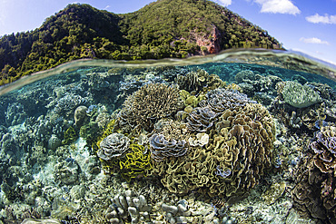 A beautiful coral reef thrives in shallow water in Indonesia's Banda Sea.