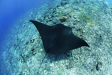 A black manta ray, Mobula alfredi, visits a cleaning station on a reef in Komodo National Park, Indonesia.