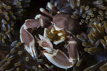 A spotted porcelain crab, Neopetrolisthes maculatus, snuggles into its host anemone in Komodo National Park, Indonesia.