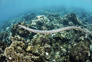 A black-banded sea krait, Laticauda semifasciata, swims over beautiful corals off the remote island of Manuk in the Banda Sea, Indonesia. This volcanic island is known as the island of the snakes.