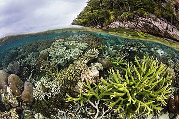 A healthy and beautiful coral reef thrives in shallow water in Raja Ampat, Indonesia.