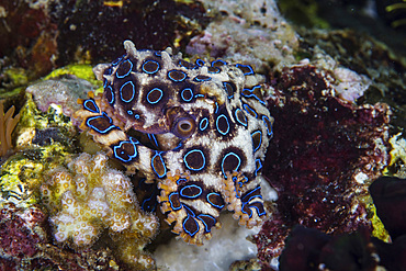 A greater blue-ring octopus, Hapalochlaena lunulata, crawls across a coral reef in Komodo National Park, Indonesia. There are several blue-ring octopus species and all of them are extremely venomous.