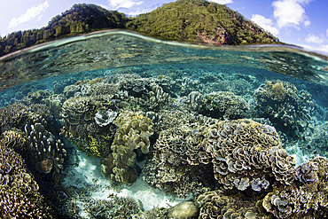 A beautiful coral reef thrives in shallow water in Indonesia's Banda Sea.