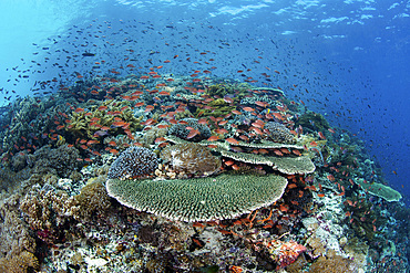 A beautiful coral reef thrives in shallow water in Indonesia's Banda Sea. This part of eastern Indonesia is home to part of the world's greatest marine biodiversity.