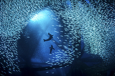 Sea lions play among the baitfish under the California Oil Rigs, Southern California.