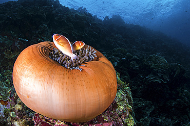 Anemone fish outside their closed anemone home.