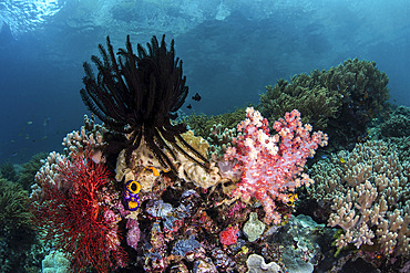 Crinoids and soft corals cover this reef in Raja Ampat, Indonesia.