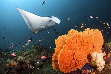 A giant oceanic manta ray hovers over a cleaning station near a sea fan, Raja Ampat, Indonesia.