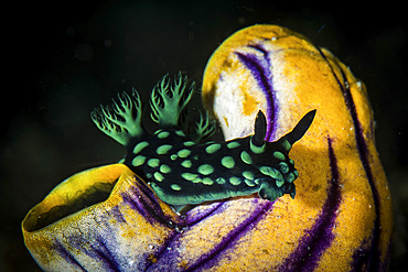 A Nembrotha cristata nudibranch crawls over a tunicate.