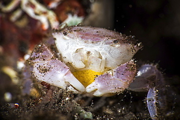 A white crab holds its eggs under its carapace until they hatch, Tulamben, Bali, Indonesia.