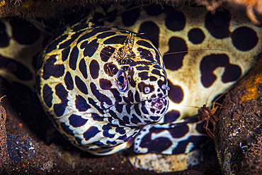 A cleaner shrimp searches for parasites on the head of this spotted moray eel, Tulamben, Bali, Indonesia.