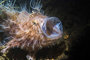 Striated hairy frogfish yawning, Anilao, Philippines.