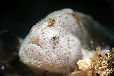 A tiny white hairy frogfish, Anilao, Philippines.