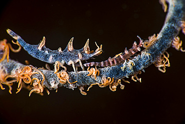 Two shrimp on a whip coral, Anilao, Philippines.