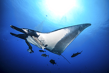 A manta ray passes overhead under the sun, Socorro Island, Mexico.