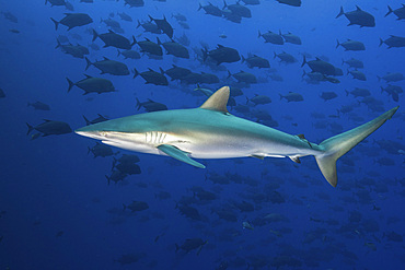 A silky shark swims against a school of black jacks, Socorro Island, Mexico.