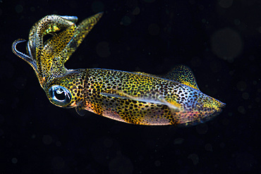 Reef squid swimming, Anilao, Philippines.