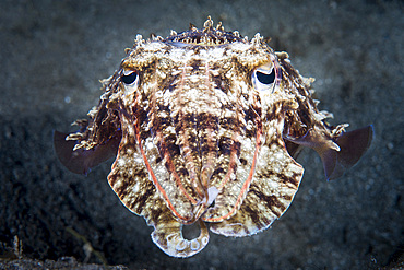 A cuttlefish hunts at night, Anilao, Philippines.