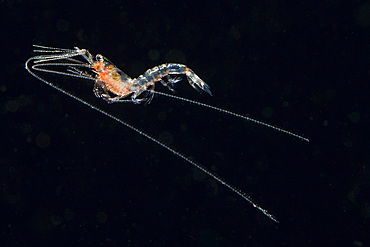 Pelagic planktonic shrimp, Anilao, Philippines.