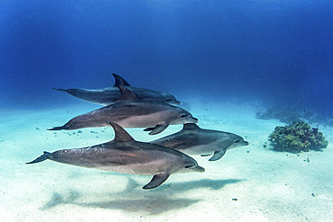 A pod of four dolphins swim playfully near a popular coral reef in the Red Sea.