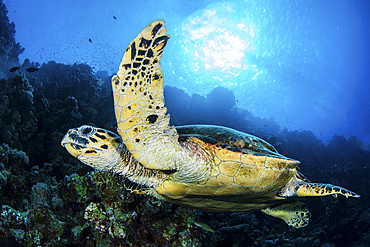 A hawksbill turtle glides through the water on a sunny day.