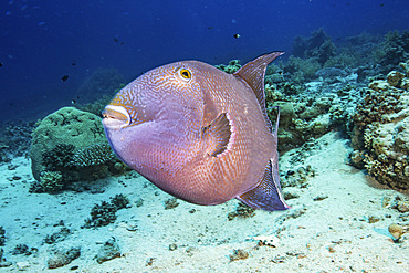 A titan triggerfish aggressively defends it's nest of eggs in the sand.