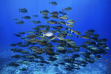 A school of unicorn fish hover over the Yolanda wreck, Red Sea, Egypt.