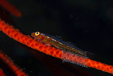 A whip coral goby broods eggs it has laid on the whip coral where it lives, Anilao, Philippines.