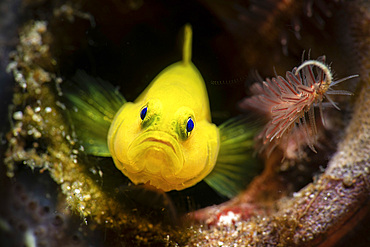 A nudibranch shares a home in a bottle with a lemon goby, Anilao, Philippines.