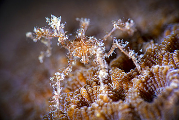 A sea spider hunts in coral polyps for its dinner, Anilao, Philippines.