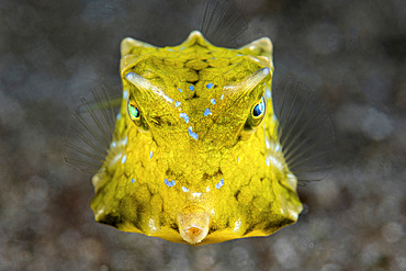 A boxfish portrait, Anilao, Philippines.