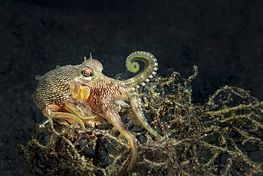 A coconut octopus makes its way over a tangle of sea weed, Anilao, Philippines.