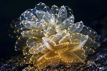 Cyerce elegans is one of the beautiful butterfly nudibranchs found in the Philippines, Anilao, Philippines.