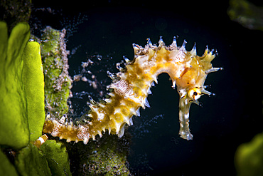 A thorny seahorse clings to an algae stock, Anilao, Philippines.