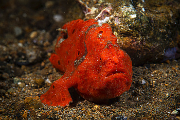 A painted frog fish stalks its prey blending in with sponges that are also the same color, Anilao, Philippines.