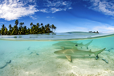 Blacktip reef sharks patrol the shallow waters around a small island in Tahiti, French Polynesia.