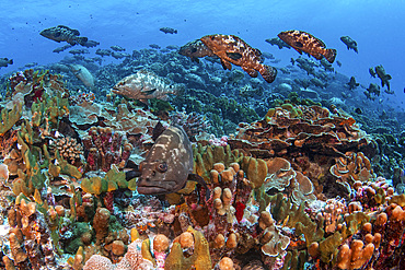 Marbled grouper from the French Polynesian Islands gather in the South Pass of Fakarava to spawn just once a year, French Polynesia.