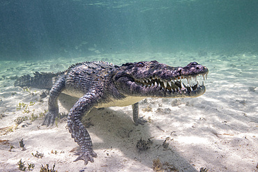 A crocodile stalking its prey, Caribbean Sea, Mexico.