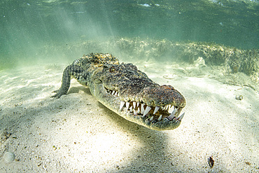 A crocodile approaches slowly over the sand, Caribbean Sea, Mexico.