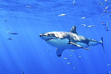 Great White Shark at Guadalupe Island, Mexico.