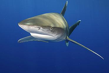 An oceanic whitetip shark approaches from the blue waters around Elphinstone, Red Sea.