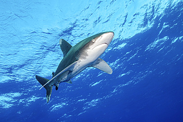 An oceanic whitetip shark soars through the water, Red Sea.