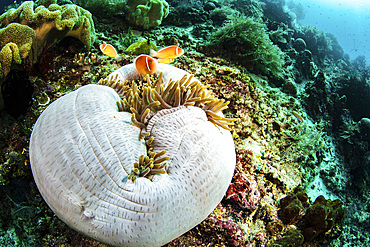 Several anemonefish wait outside while their anemone host closes up to feed, Raja Ampat, Indonesia.