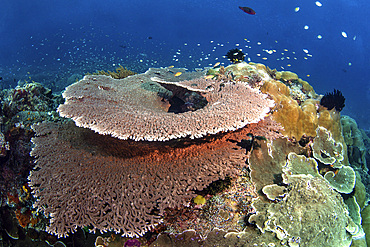 Huge table corals cover a reef in Indonesia that is teeming with fish, Raja Ampat, Indonesia.